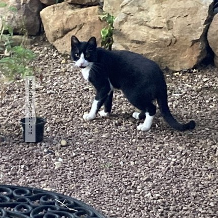 Photo de chat trouvé à Ascain