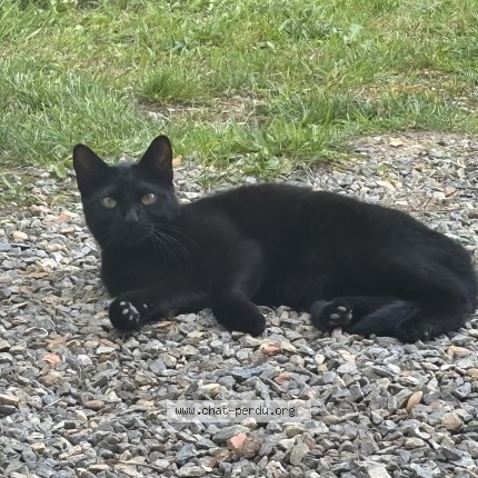 Photo de chat perdu à Rieux