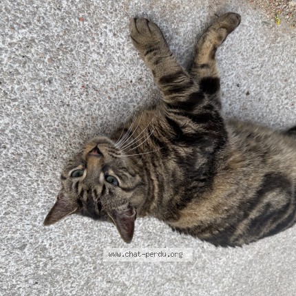 Photo de chat trouvé à Lyon