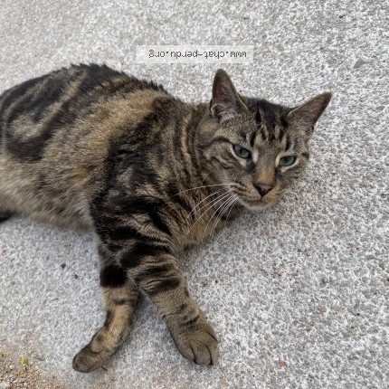 Photo 1/1 Chat trouvé Trouvé à Lyon