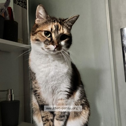 Photo 1/1 Maïa Chat perdu à Villejuif