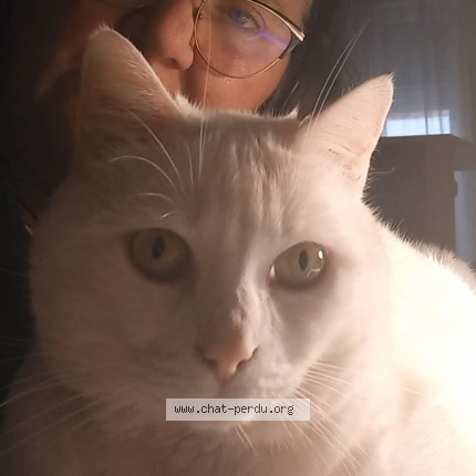 Photo de chat perdu à Erquinghem Lys