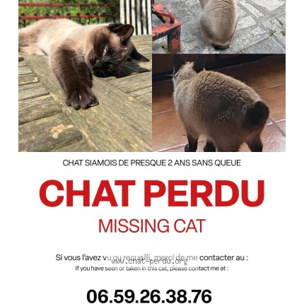 Photo 1/1 Goa Chat perdu à Sainte Genevieve Des Bois