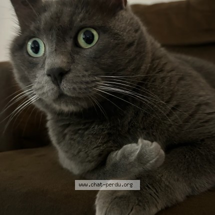 Photo de chat perdu à Orleans