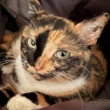 Nala