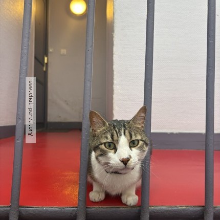 Photo 1/1 Chat trouvé Trouvé à Paris