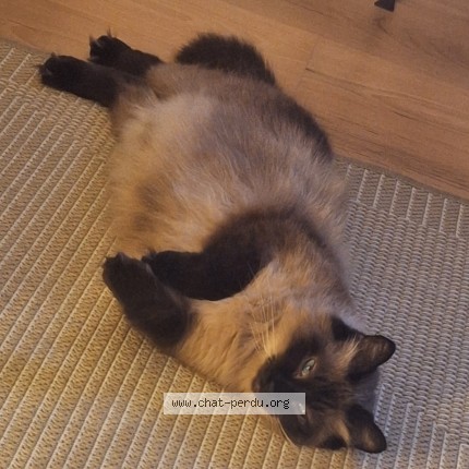 Photo de chat perdu à Bidart