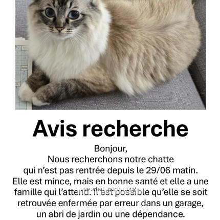 Photo 1/1 Chat retrouvé Perdu à Orleans