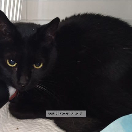 Photo de chat trouvé à Ramonville