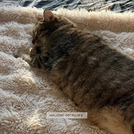Photo de chat perdu à Bordeaux