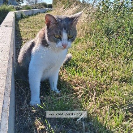 Photo 1/1 Chat retrouvé Perdu à Dunkerque