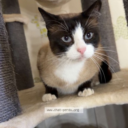Photo 1/1 Chat retrouvé Trouvé à Montbard
