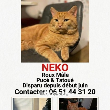 Photo de chat perdu à Reyrieux