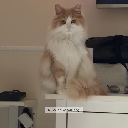 Photo de chat perdu à Corbeil Essonnes