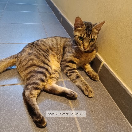 Photo de chat trouvé à Roubaix