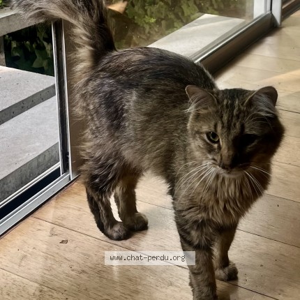 Photo de chat trouvé à Le Bouscat