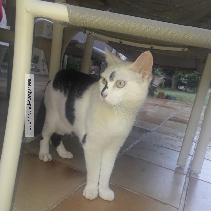 Photo de chat perdu à Le Puy Ste Reparade