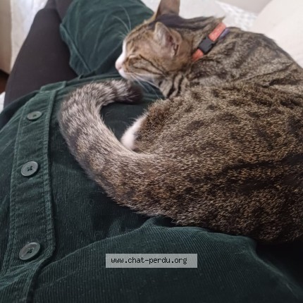 Photo 1/1 Otis Chat perdu à Bordeaux
