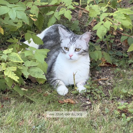Photo de chat perdu à Champigny Sur Marne
