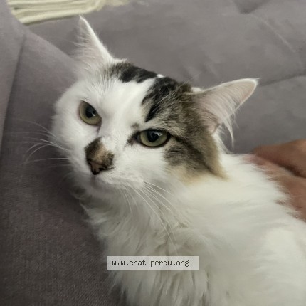 Photo de chat perdu à Chartres De Bretagne