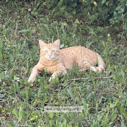 Photo 1/1 rio Chat perdu à Asnieres Sur Seine