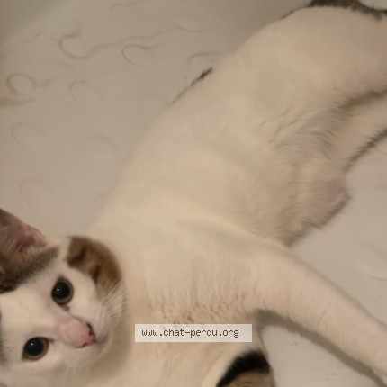 Photo de chat perdu à Tourcoing