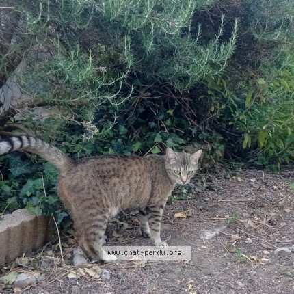 Photo 1/2 Chat retrouvé Perdu à Caen
