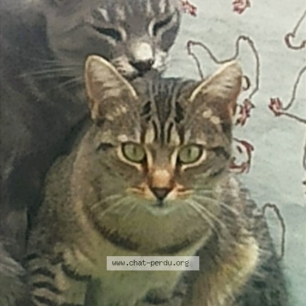 Photo 2/2 Chat retrouvé Perdu à Caen