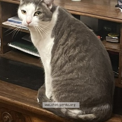 Photo de chat perdu à Carnac