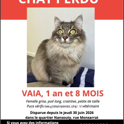 Photo 1/1 Chat retrouvé Perdu à Bordeaux