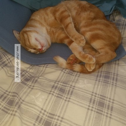 Photo 1/1 pompom Chat perdu à Lannion