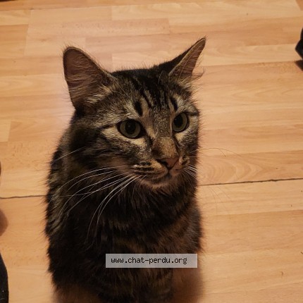 Photo de chat perdu à Le Raincy
