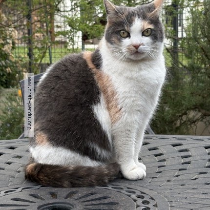 Photo 1/1 Chat retrouvé Perdu à Vandoeuvre Les Nancy