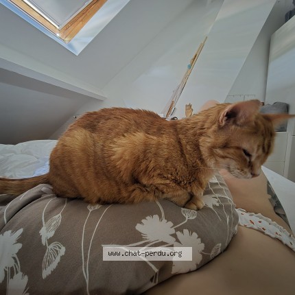 Photo de chat perdu à Marcoussis