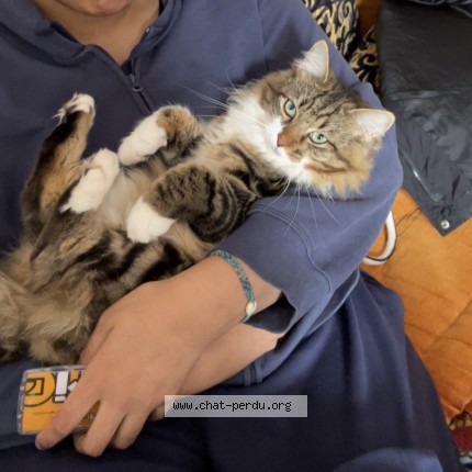 Photo de chat perdu à Saint Malo