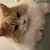 tsuki