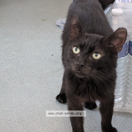 Photo de chat trouvé à Dunkerque
