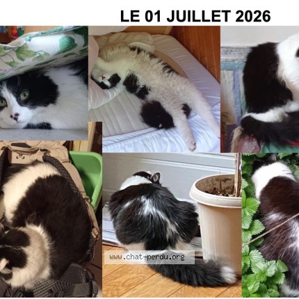Photo de chat perdu à Paris