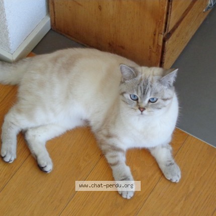 Photo 1/1 Yukina Chat perdu à Bernex