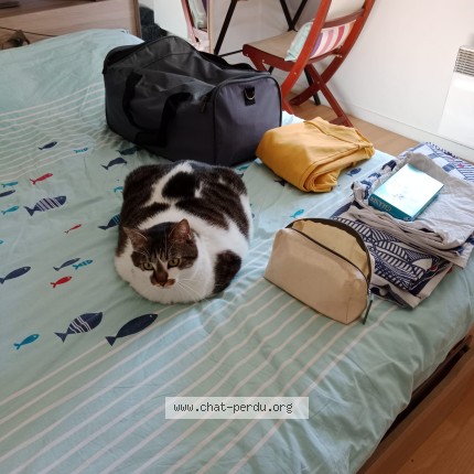 Photo 1/1 milka Chat perdu à Erquy