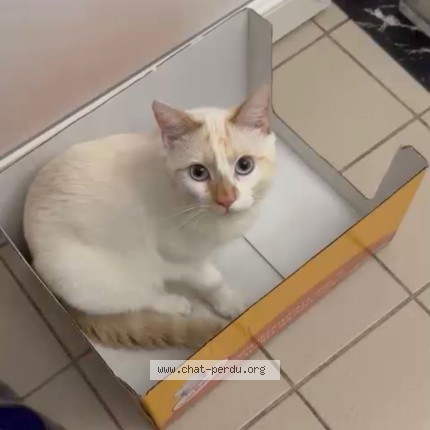 Photo de chat perdu à Roubaix