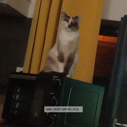 Photo 1/1 titi Chat perdu à Valence D Agen