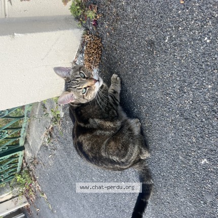 Photo 1/1 Chat trouvé Trouvé à Champigny Sur Marne