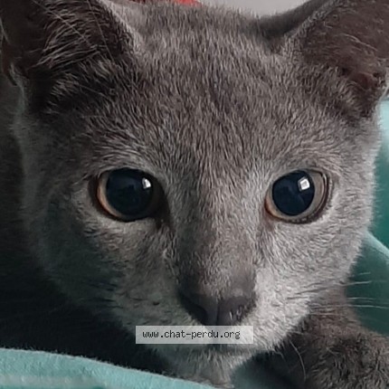 Photo de chat perdu à Bretigny Sur Orge