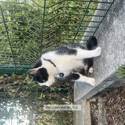 Photo 1/1 Chat trouvé Trouvé à Vincennes