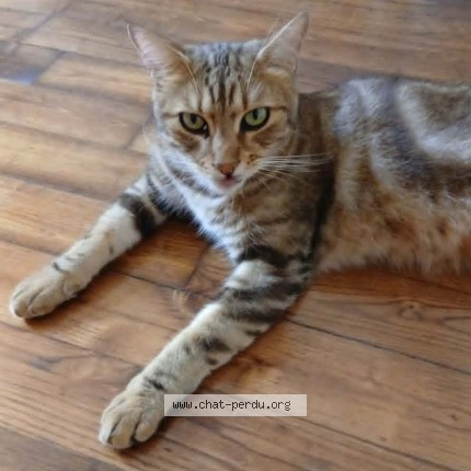 Photo de chat perdu à Gaillac