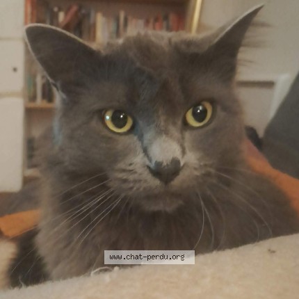 Photo 1/1 Leïa Chat perdu à Gaillac