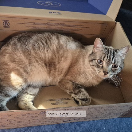 Photo de chat perdu à Saint Michel