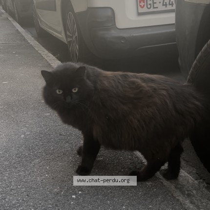 Photo 1/1 Chat trouvé Trouvé à Geneve