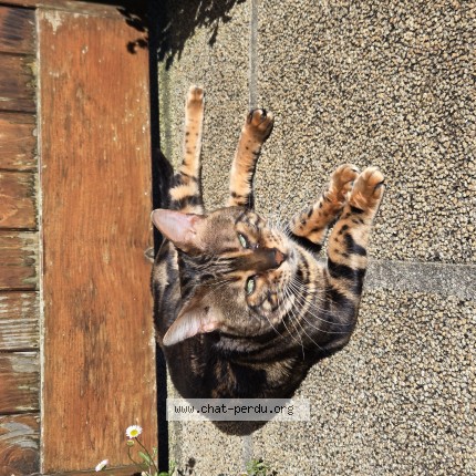 Photo de chat perdu à Treflevenez